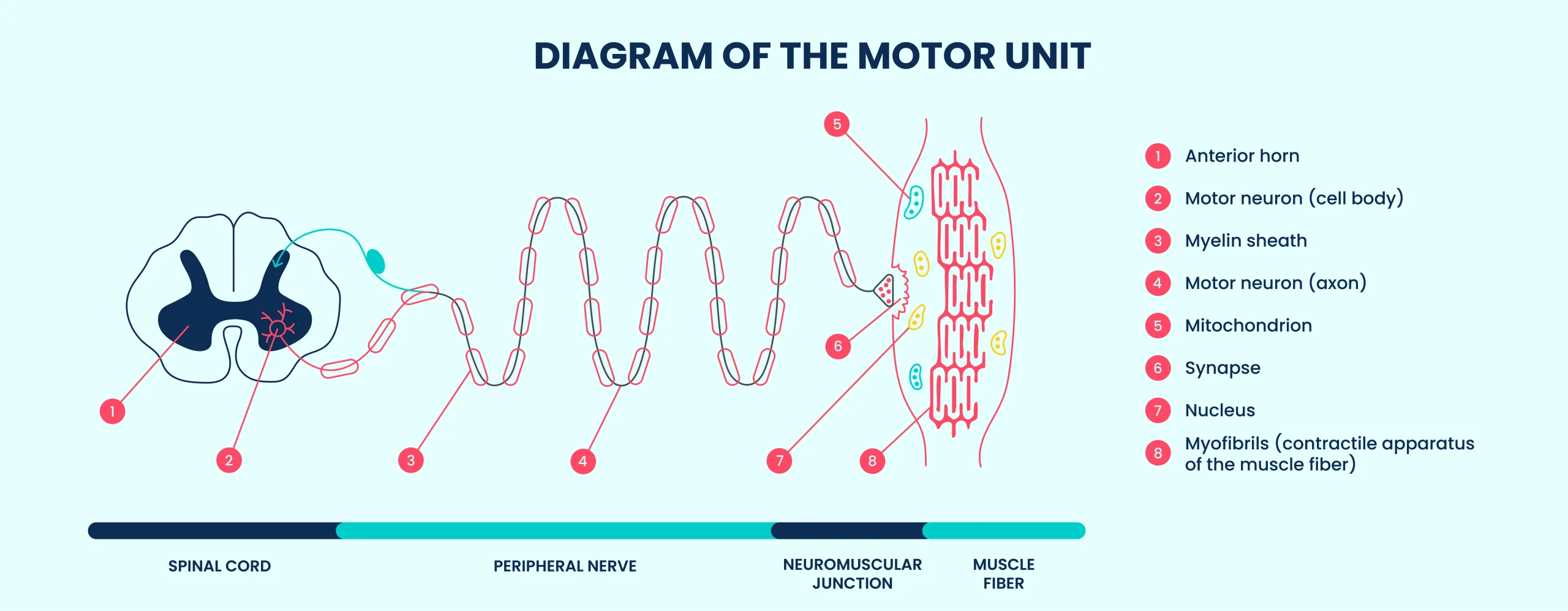 Explanatory diagram of the motor unit.