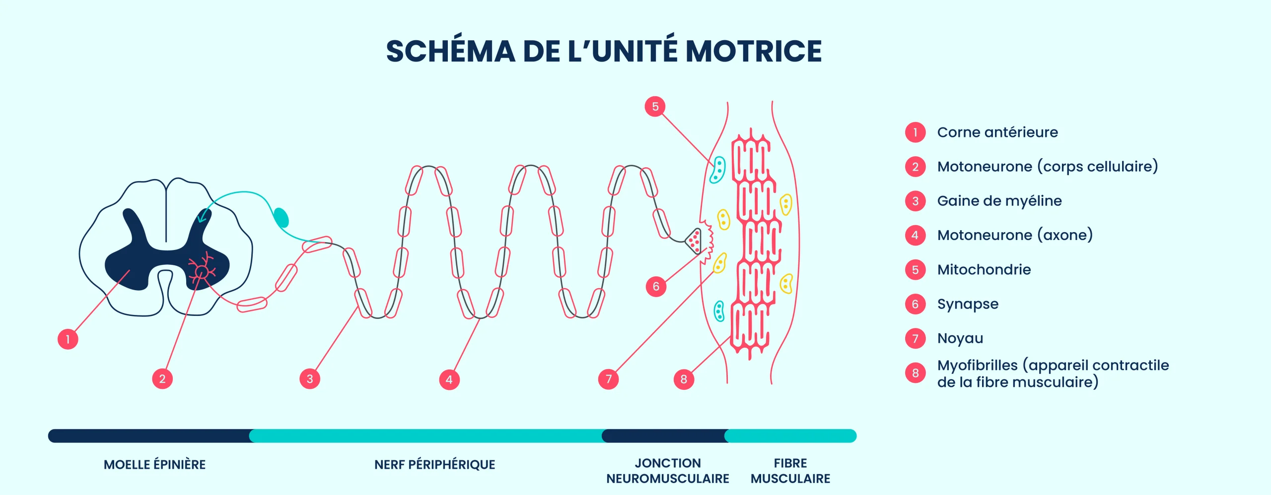 Schéma explicatif de l'unité motrice.