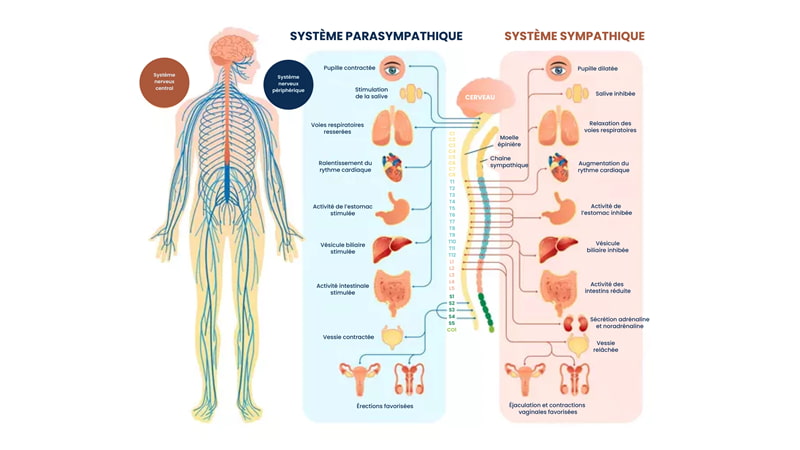 Schéma des systèmes parasympathique et sympathique.