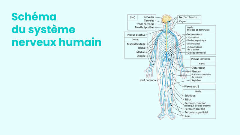 Schéma du système nerveux humain.